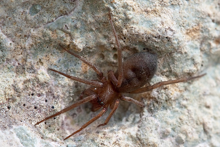 Mesiotelus tenuissimus